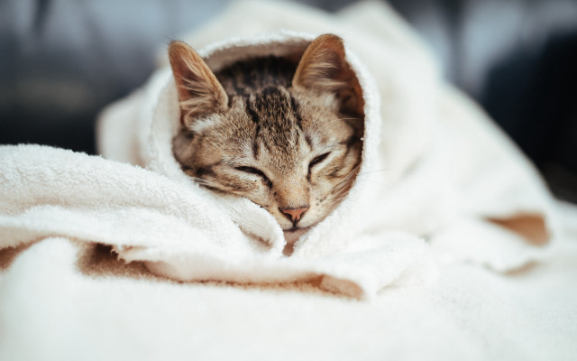 Cat sleeping blanket couch cozy free wallpaper - medium preview image