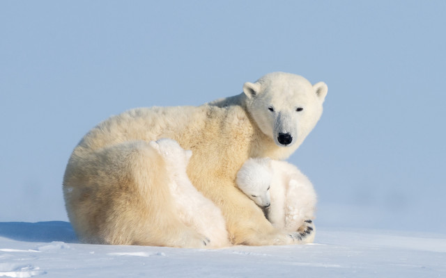 Polar bear cub snow mother free wallpaper - medium preview image