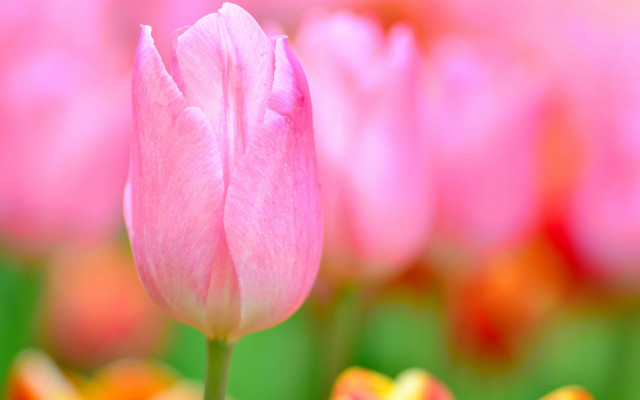 Pink flower field tulips macro free wallpaper - medium preview image