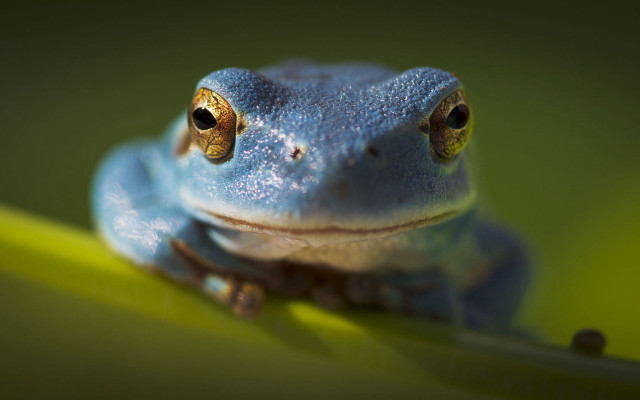 Blue frog green leaf yellow free wallpaper - medium preview image