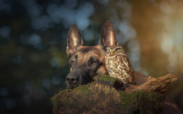 Dog owl log woods romantic free wallpaper - medium preview image