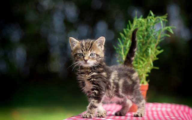 Small kitten potted plant tablecloth free wallpaper - medium preview image