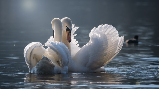 Swans wings touching ripples beach free wallpaper - medium preview image