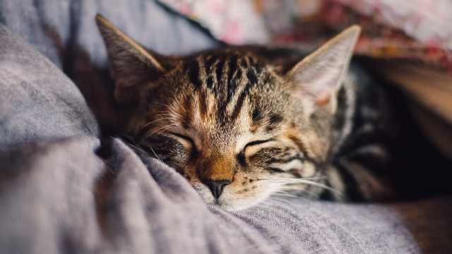 Cat sleeping bed blanket background free wallpaper - medium preview image