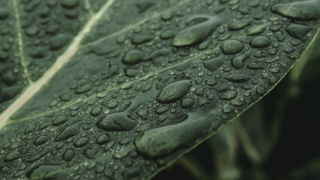 Leaf water drops macro photorealism free wallpaper - medium preview image