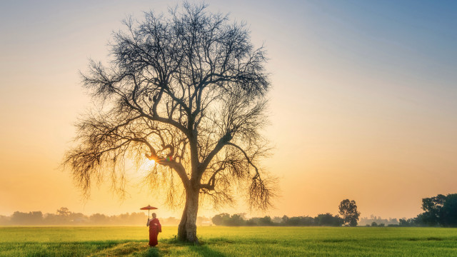 Person tree field umbrella sunset free wallpaper - medium preview image