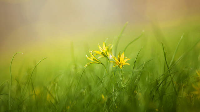 Flower grass bamboo nature blurry free wallpaper - medium preview image
