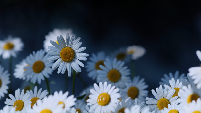 White yellow flower macro bouquet free wallpaper - medium preview image