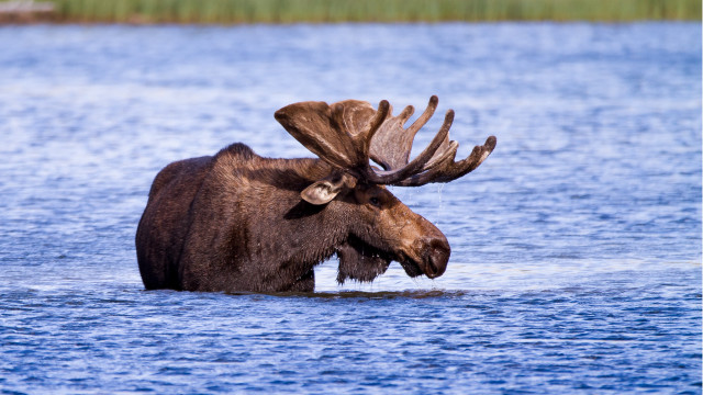 Moose water open mouth blurry free wallpaper - medium preview image