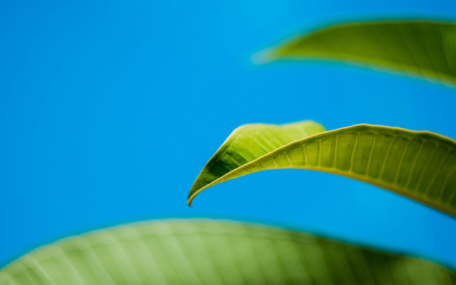 Green leaf blue sky macro #3 free wallpaper - medium preview image