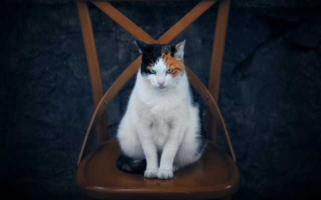 Cat serious look chair sitting free wallpaper - medium preview image