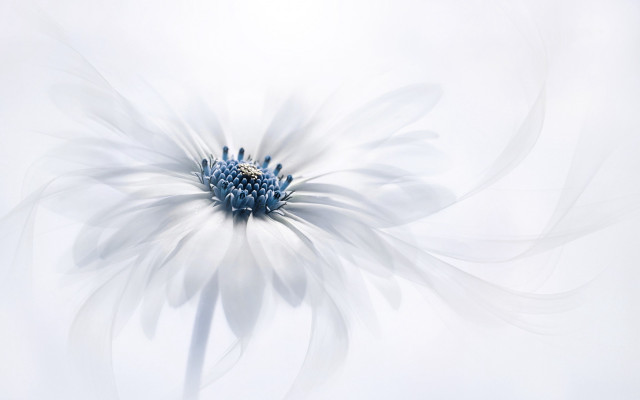 White flower blue center white free wallpaper - medium preview image