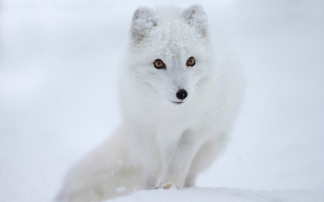 White fox snow gradient award free wallpaper - medium preview image