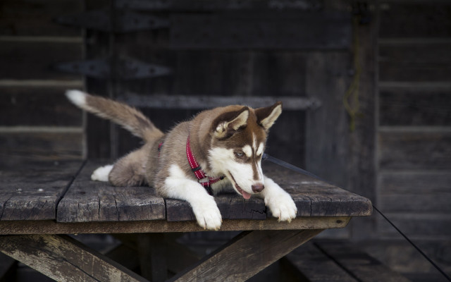 Husky dog red collar outdoor free wallpaper - medium preview image