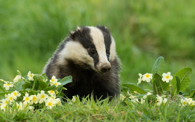 Badger flower field nature blurry free wallpaper - medium preview image