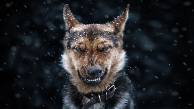 Dog collar bowtie snow falling free wallpaper - medium preview image