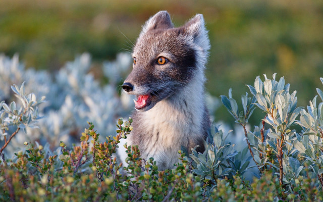 Small gray white animal tongue free wallpaper - medium preview image