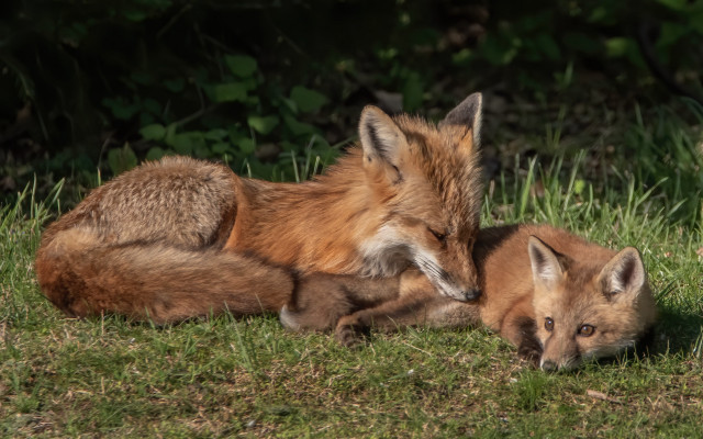 Foxes green field forest wildlife free wallpaper - medium preview image