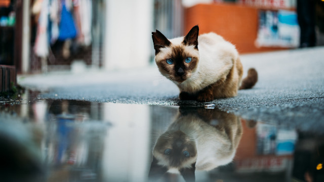 White cat blurry reflection bokeh free wallpaper - medium preview image
