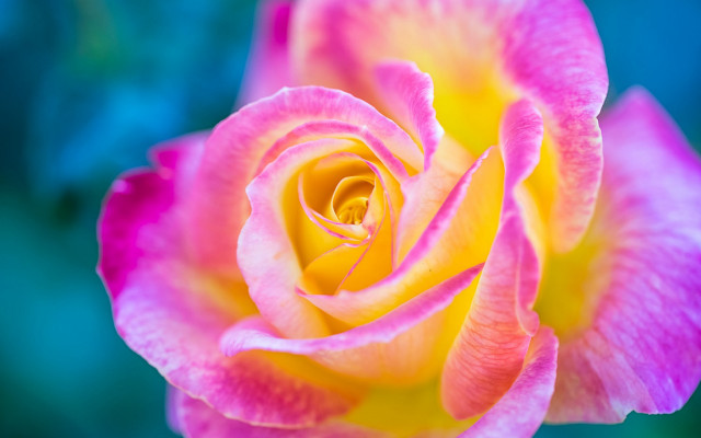 Pink rose green background blue free wallpaper - medium preview image