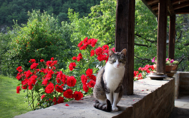 Cat ledge flower garden ecological free wallpaper - medium preview image