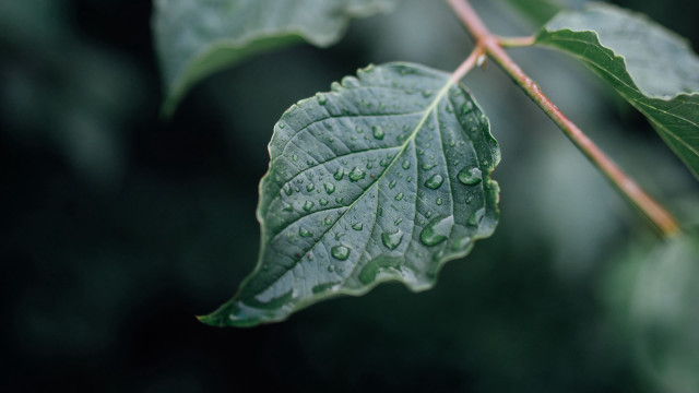 Leaf water drops macro photorealism #6 free wallpaper - medium preview image