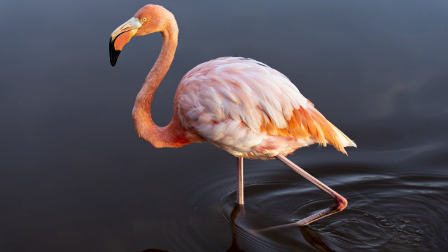 Flamingo arabesque pastel water bird free wallpaper - medium preview image
