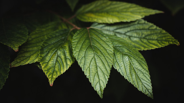 Green leaf macro nature shallow free wallpaper for desktop - medium preview image