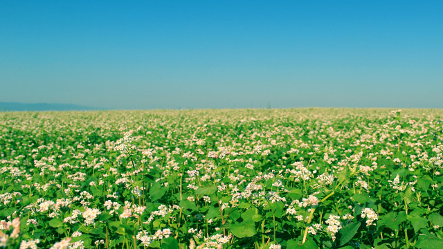 Flower field sky clouds nature free wallpaper - medium preview image