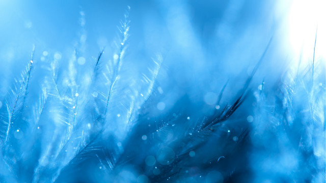 Blue plant water droplets holography free wallpaper - medium preview image