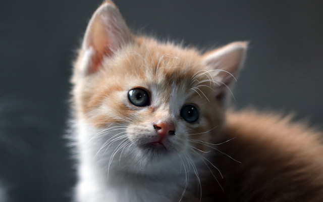 Sad orange kitten eye contact free wallpaper - medium preview image