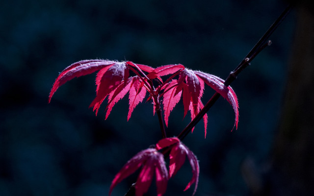 Red leafed branch glowing rich free wallpaper - medium preview image