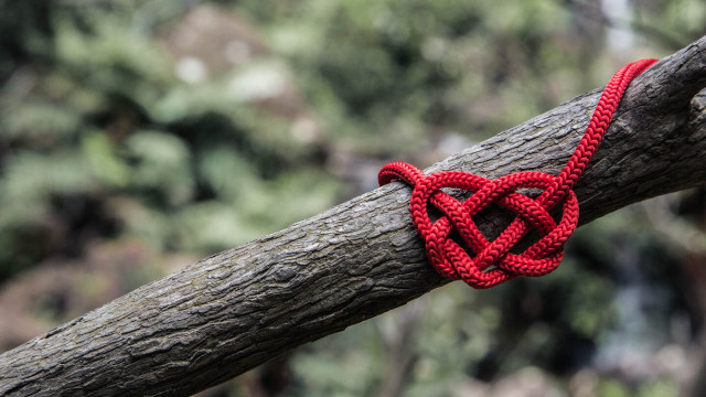 Red knot tree branch bokeh free wallpaper - medium preview image