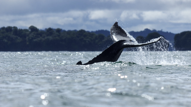 Whale jumping air rayonism puzzle free wallpaper - medium preview image