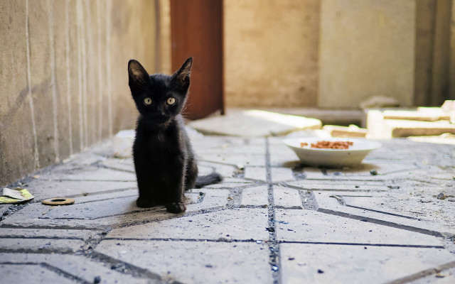 Black kitten tiled floor food free wallpaper - medium preview image