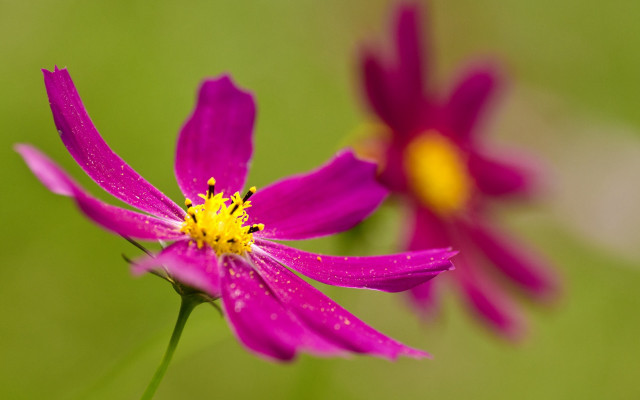 Purple flower yellow center macro #9 free wallpaper - medium preview image