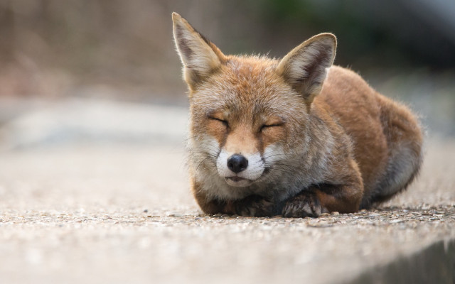 Small fox laying down furry free wallpaper - medium preview image