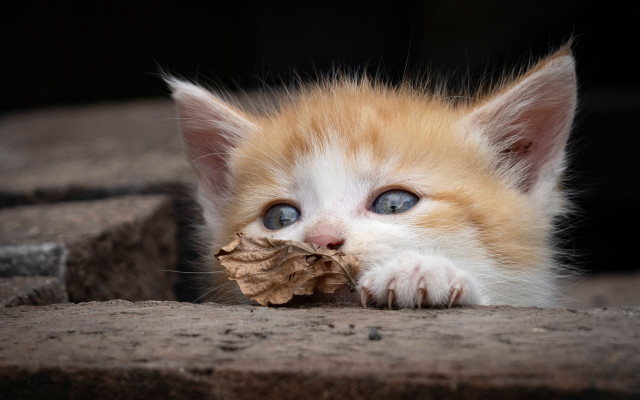 Kitten leaf stone step blue free wallpaper - medium preview image