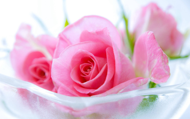 Pink rose glass bowl water free wallpaper - medium preview image