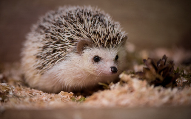 Hedgehog sad eyed dirt flower free wallpaper - medium preview image