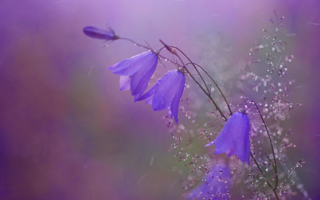 Purple flower water droplets macro #22 free wallpaper - medium preview image
