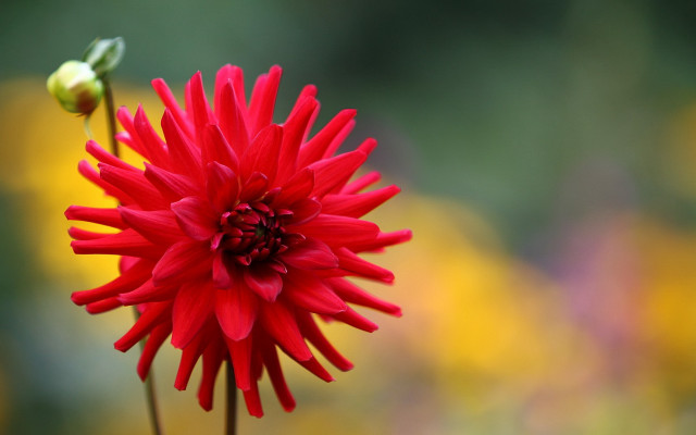 Red flower green stem yellow free wallpaper - medium preview image