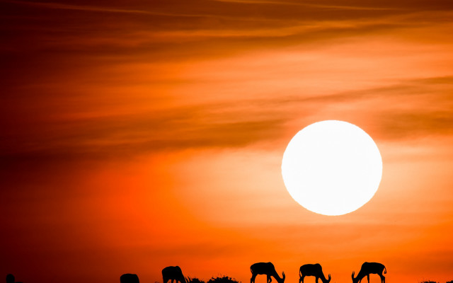 Grazing animals sunset red sky free wallpaper - medium preview image