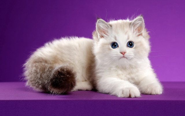 White cat blue eyes purple #2 free wallpaper - medium preview image
