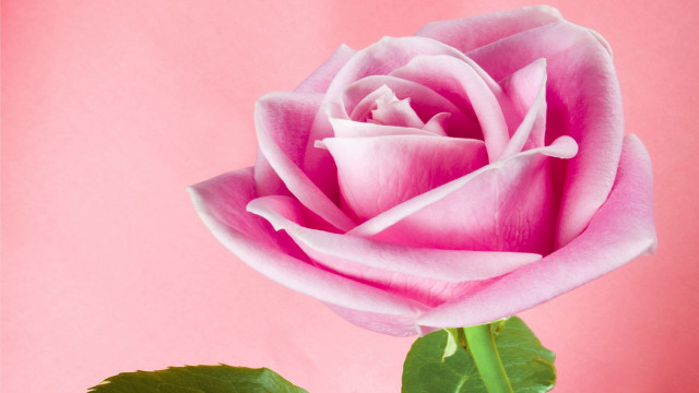Pink rose green stem neo free wallpaper - medium preview image