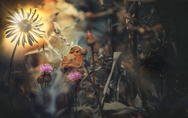 Butterfly flower field sunshine fireworks free wallpaper - medium preview image