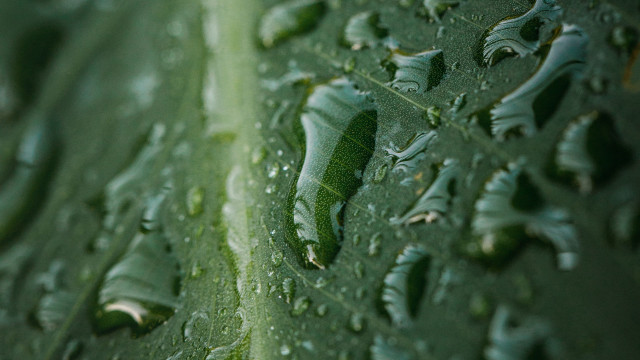 Green leaf water drops macro #52 free wallpaper - medium preview image