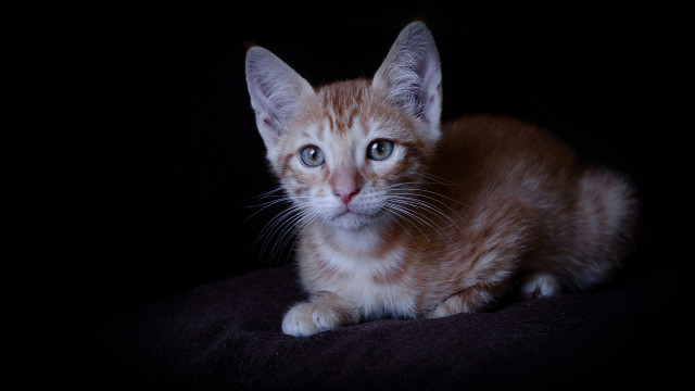 Orange kitten white cat black free wallpaper - medium preview image