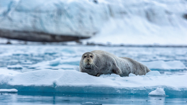 Polar bear ice glacier arctic free wallpaper - medium preview image