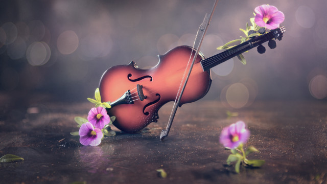 Violin bow flower table bokeh free wallpaper - medium preview image